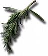 rosemary Sprig of rosemary